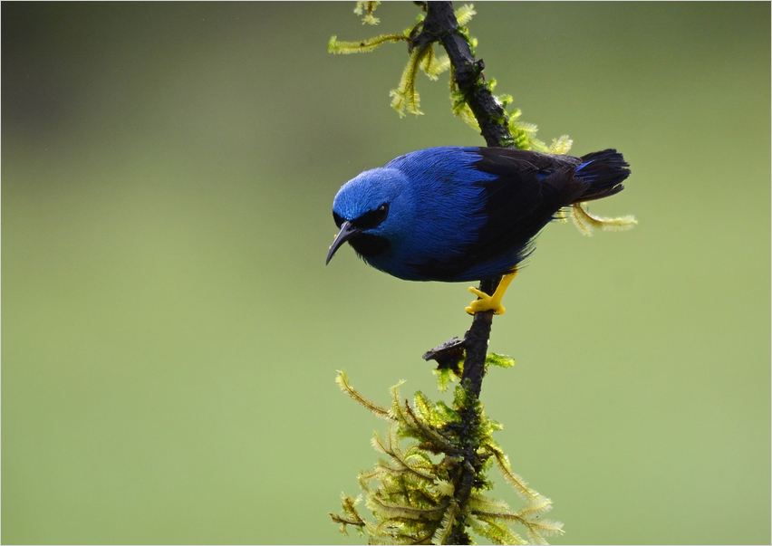 Azurnaschvogel ...