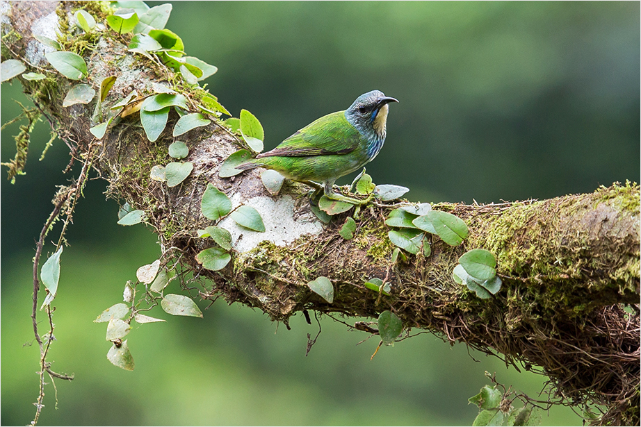 Azurnaschvogel, f.