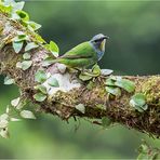 Azurnaschvogel, f.