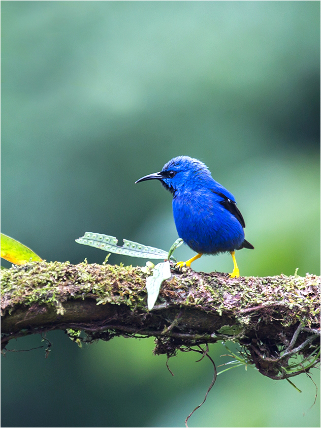 Azurnaschvogel, m.