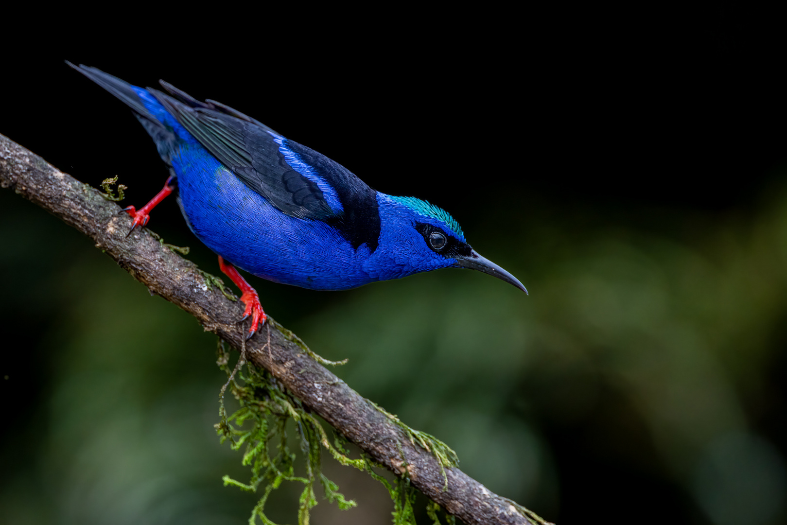 Azurnaschvogel (Shining Honeycreeper)