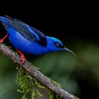 Azurnaschvogel (Shining Honeycreeper)