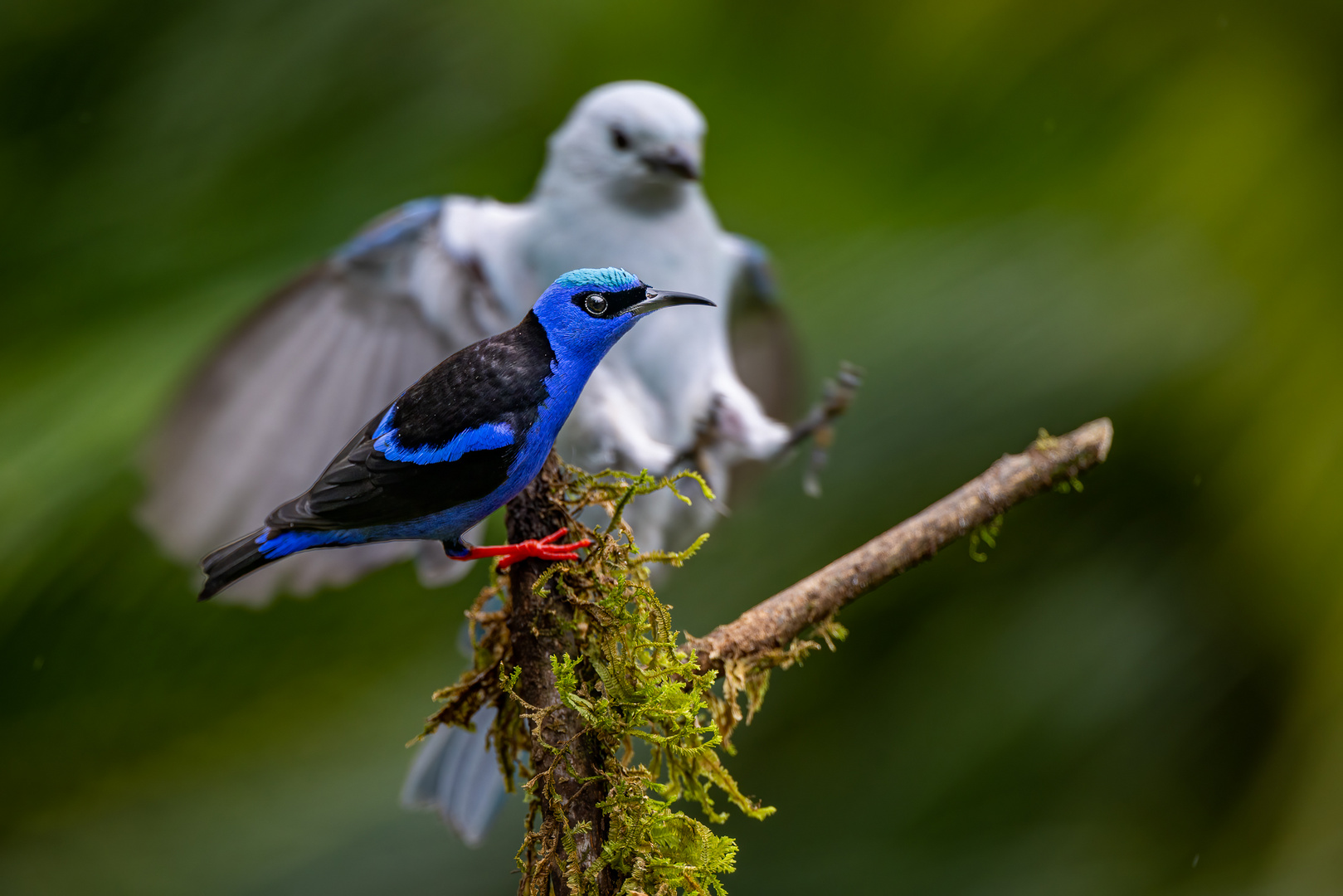 Azurnaschvogel (Shining Honeycreeper)