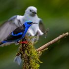 Azurnaschvogel (Shining Honeycreeper)