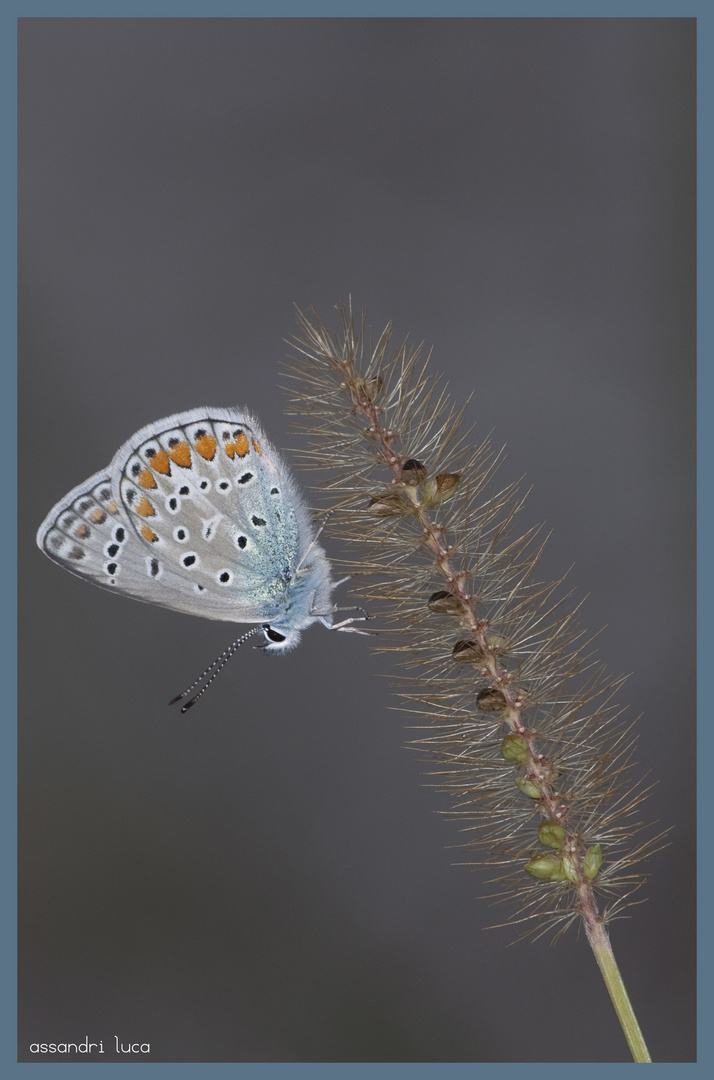 AZZURRA