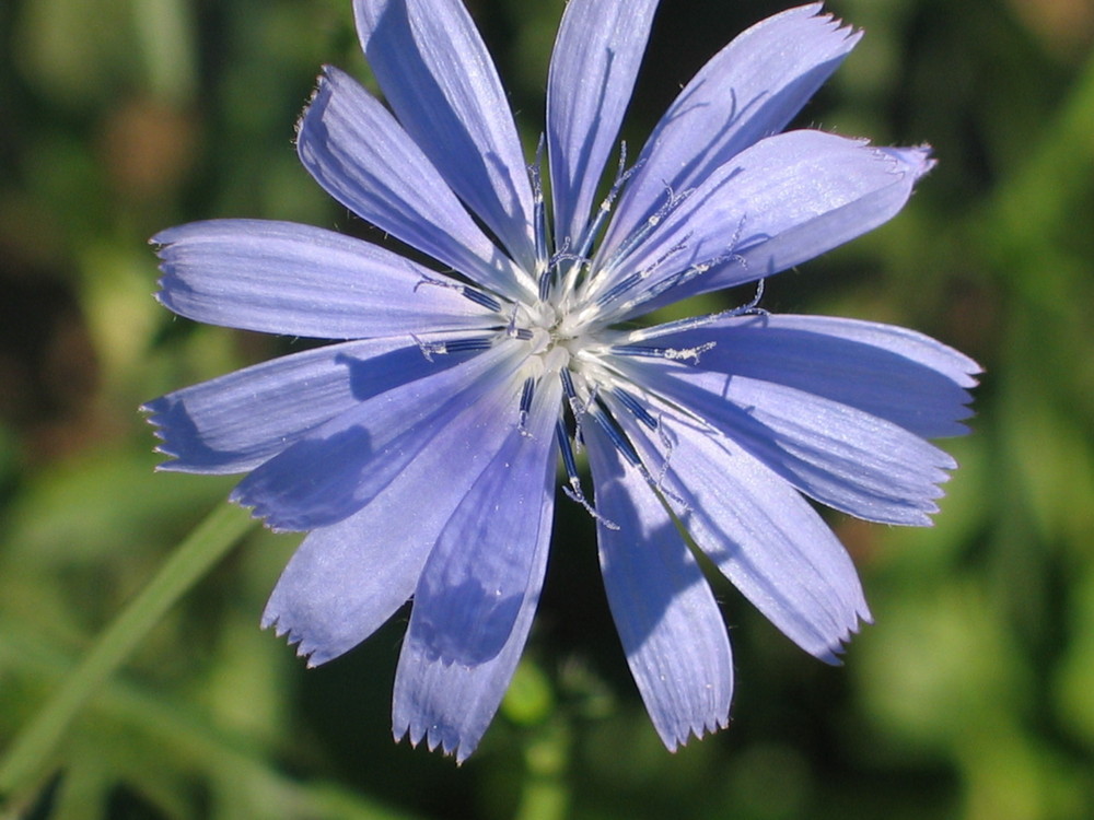 azzurro