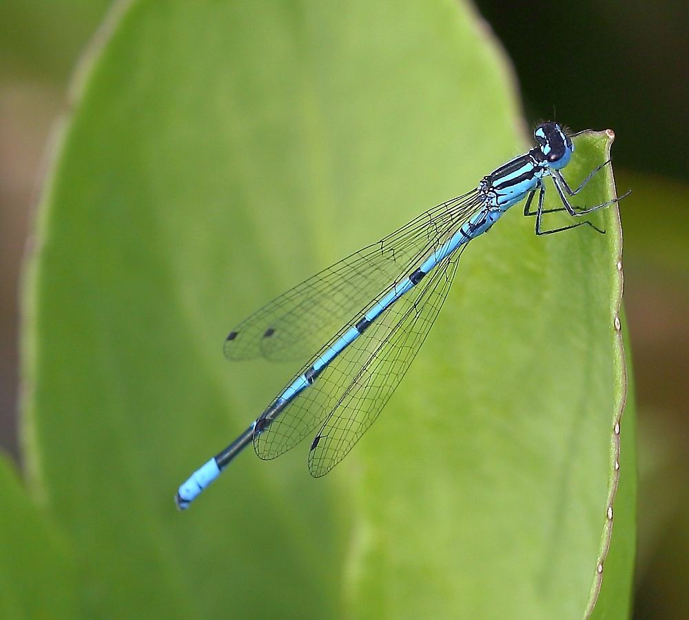 Azzurro