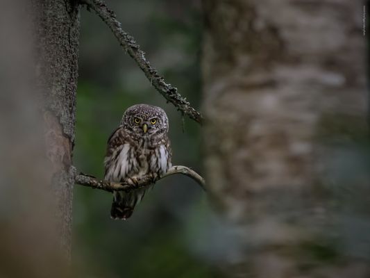 . . B ä u m e . . . B ä u m e . . n o c h . m e h r . B ä u m e . .