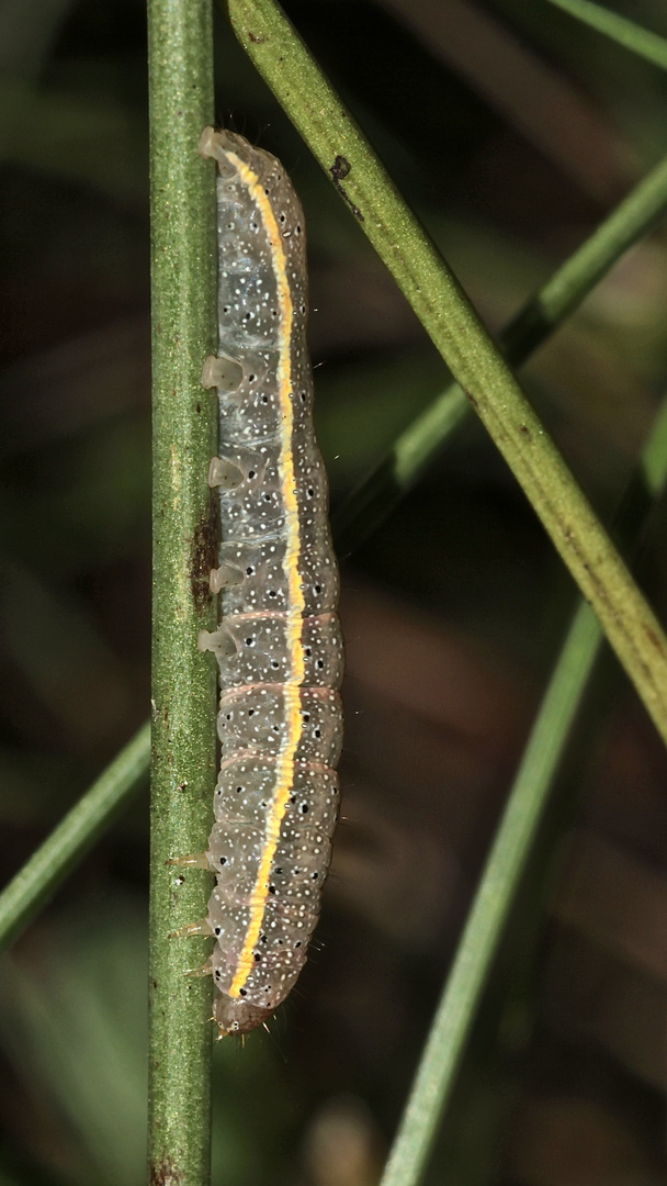 (B) Die Raupe der Gemüseeule (Lacanobia oleracea) ist sehr variabel