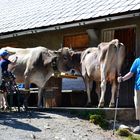 "B E G E G N U N G" auf der Lünerseealpe…