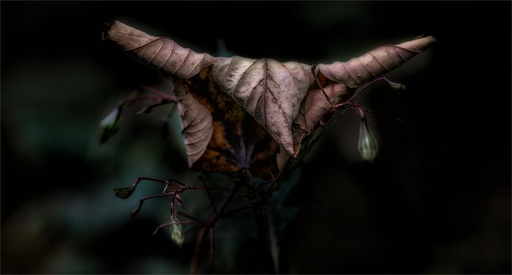  `  B e s c h ü t z e r  `