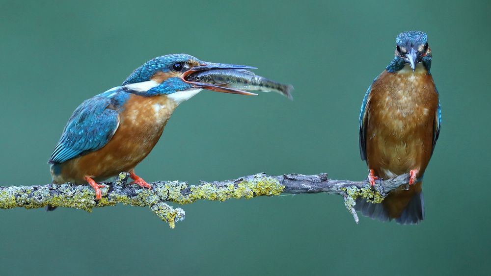 B E U T E U B E R G A B E Iii Foto Bild Nature Wald Fruhling Bilder Auf Fotocommunity