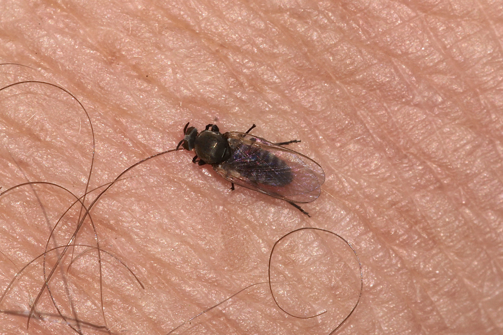 (B) Eine Kriebelmücke (Simulium sp.?) bei ihrer Blutmahlzeit Ansicht