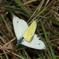 (b) Für Alice und alle anderen: Beides Raps- = Grünaderweißling (Pieris napi)???