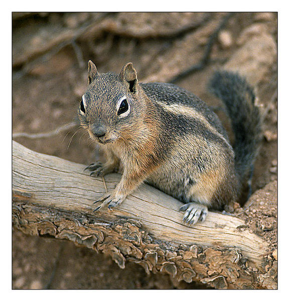 B - Hörnchen