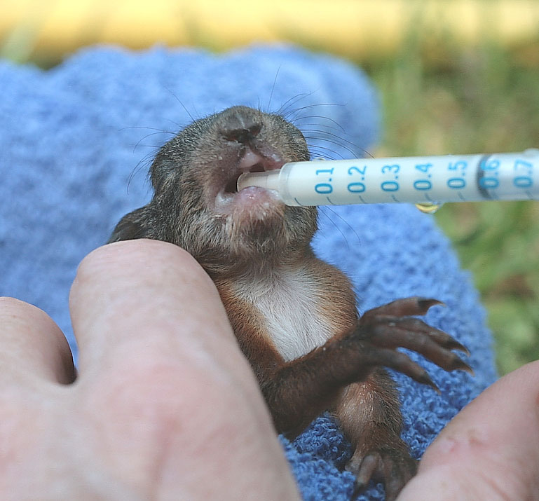 B-Hörnchen ,Spritze immer seitwaerts einführen , damit man die Zaehnchen die kommen nicht verbiegt ,