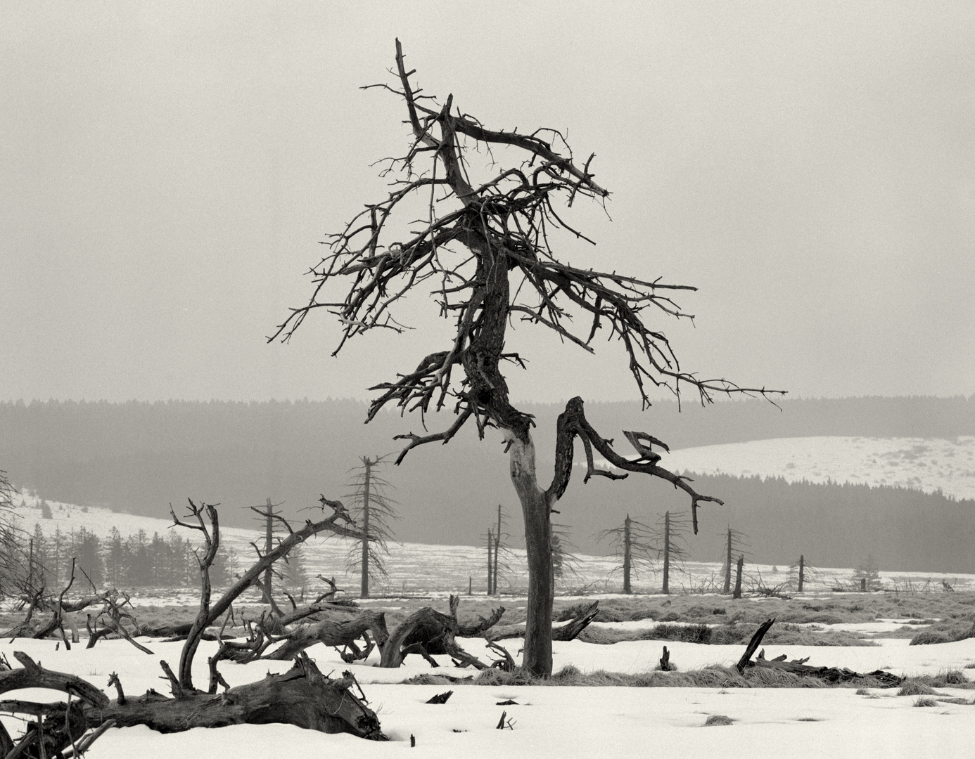 -B- Hohes Venn - im Winter, es war saukalt und dunstig