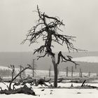 -B- Hohes Venn - im Winter, es war saukalt und dunstig