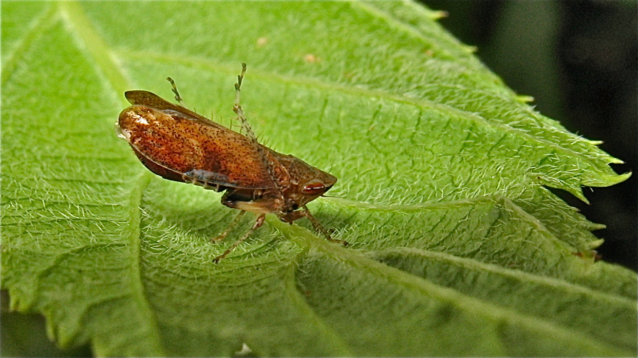 B  i l d 2  der hübschen Zikade Fieberiella (septentrionalis?), Garath, 2.9.2012