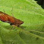 B  i l d 2  der hübschen Zikade Fieberiella (septentrionalis?), Garath, 2.9.2012