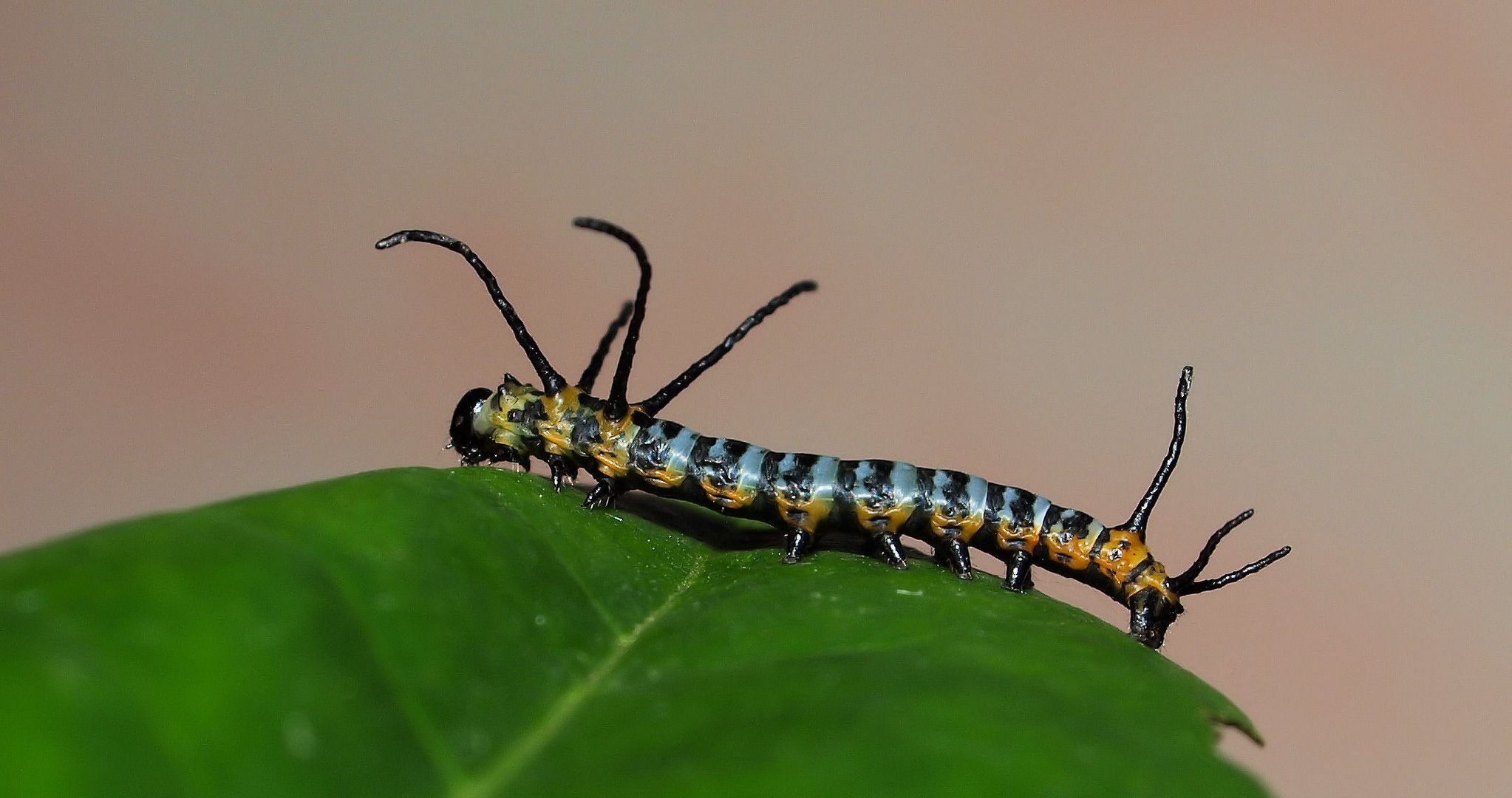 B. japonica Raupe 