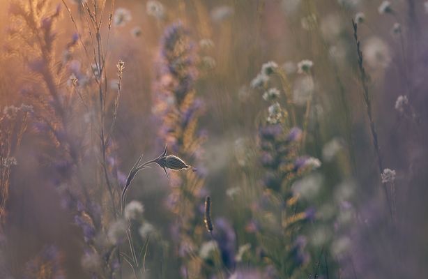 B l ü t e n t r a u m