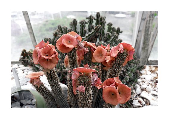 B L Ü T E N Z A U B E R