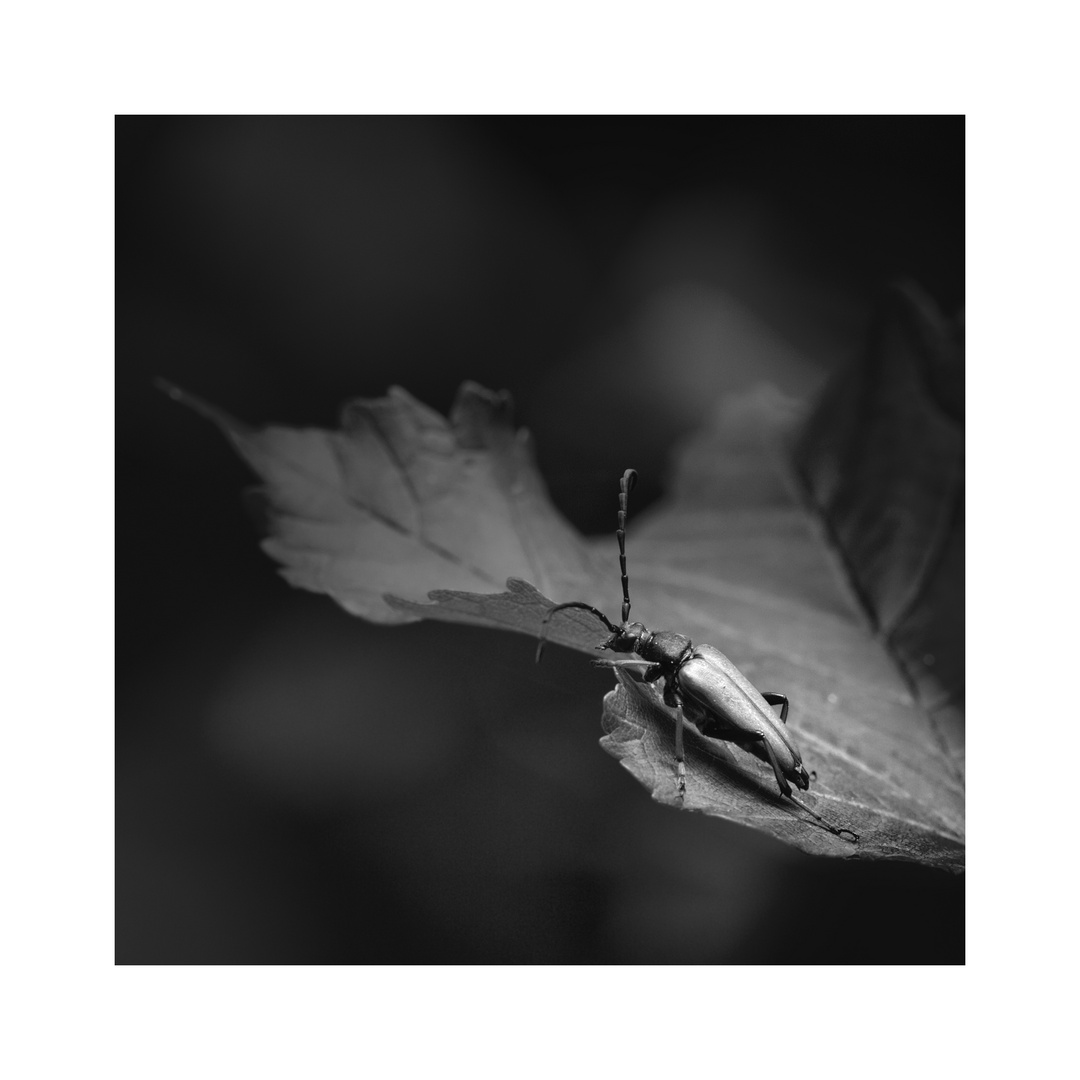 B O C K K A F E R Foto Bild Fotos World Sommer Bilder Auf Fotocommunity