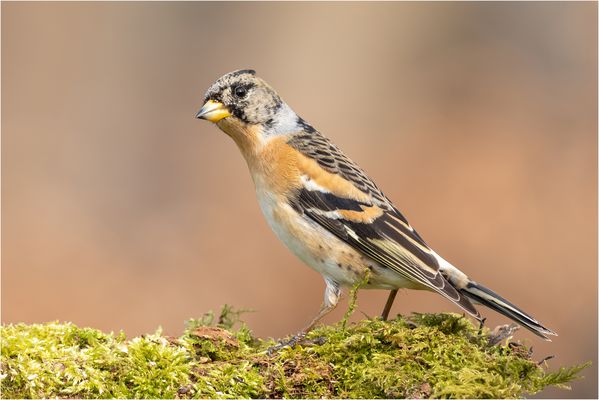 B O H A M M E R F O T O J A G D Foto Bild Natur Tiere Vogel Bilder Auf Fotocommunity