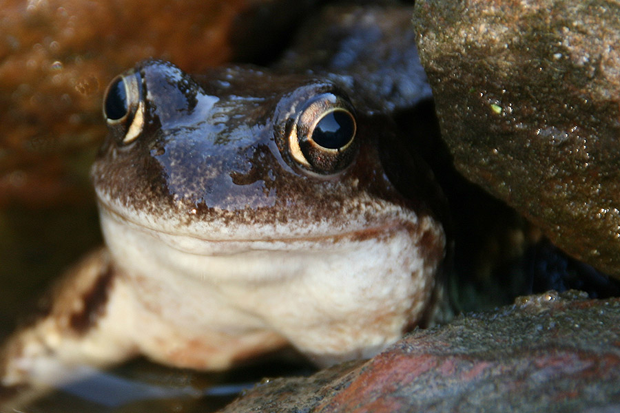 B-R-E-I-T-M-A-U-L ... FROSCH !