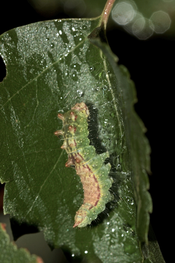 (B) Raupe des Hellen Sichelflüglers (Drepana falcataria) an Birke