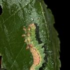 (B) Raupe des Hellen Sichelflüglers (Drepana falcataria) an Birke