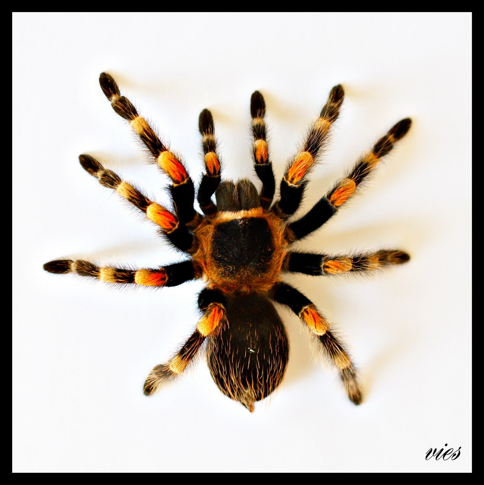 b. smithi