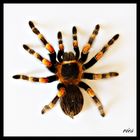 b. smithi