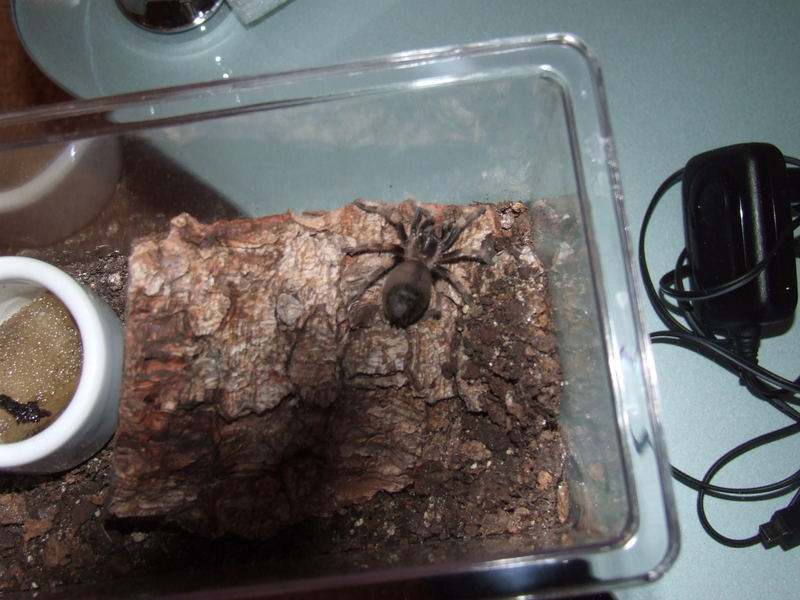 B. Smithi