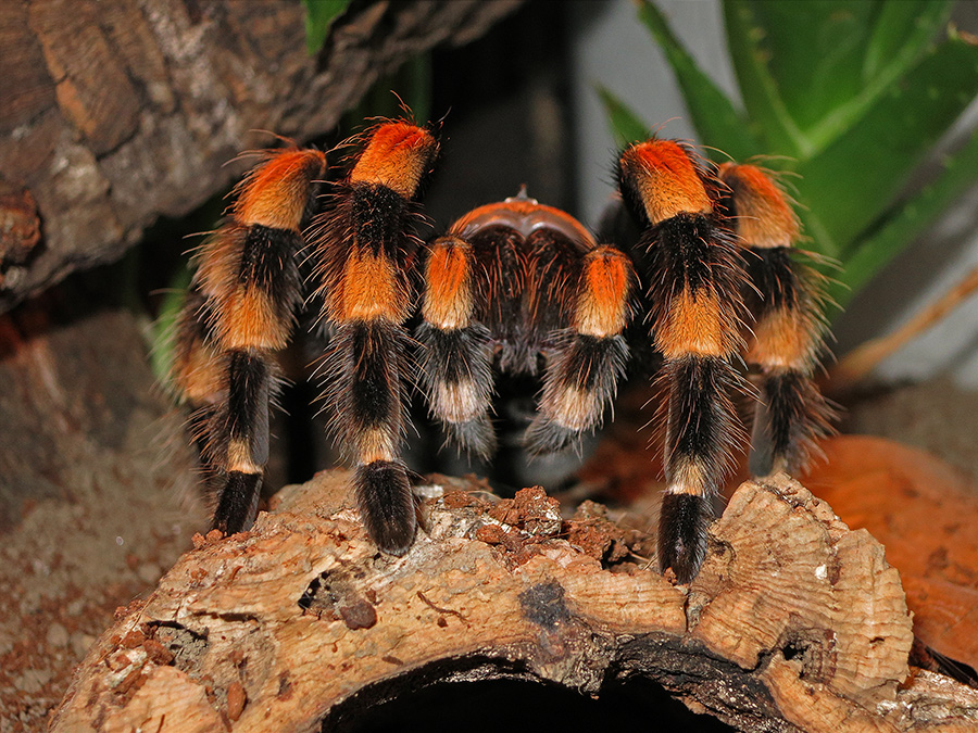 B. smithi beim posen