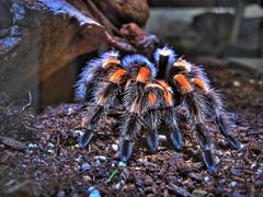 B. Smithi in HDR