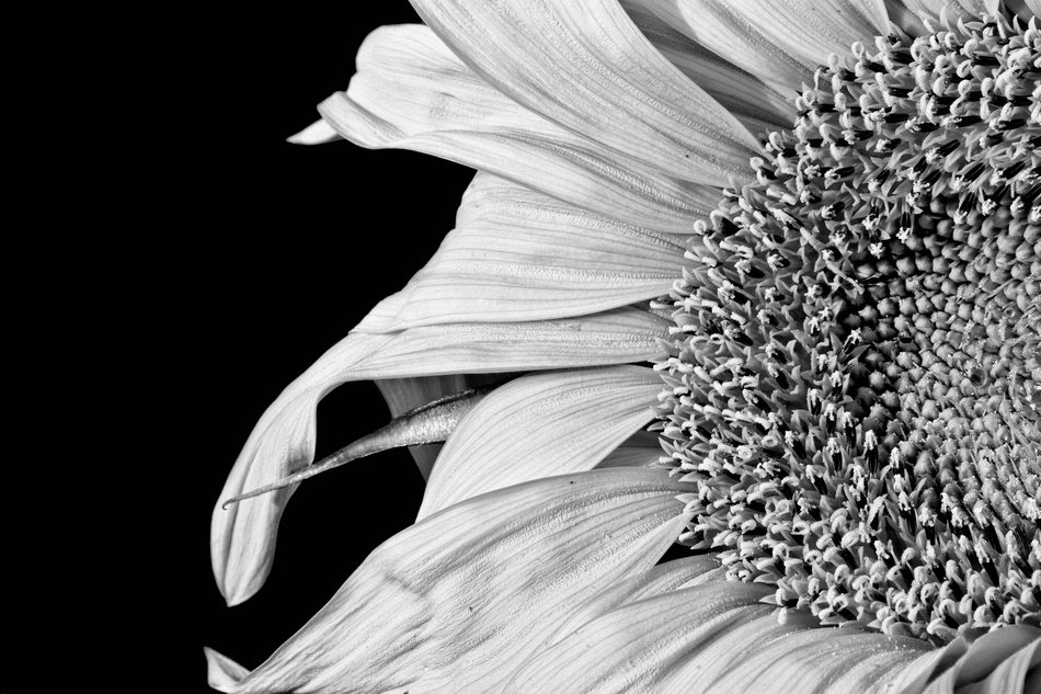 B & W Sunflower