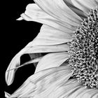 B & W Sunflower