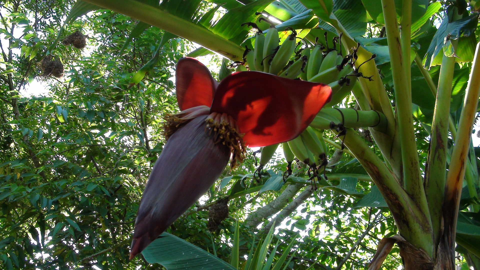 "B" wie Blume oder "B" wie Banane!?