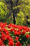 Tulips in Golden Hour - A Washington Springtime Impression by Steve Ember