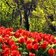 Tulips in Golden Hour - A Washington Springtime Impression