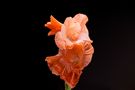 Gladiole in Rosa von Michael Pfeffer - Pimienta-Photography