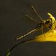 Dragonfly1_Tobias_Ritter