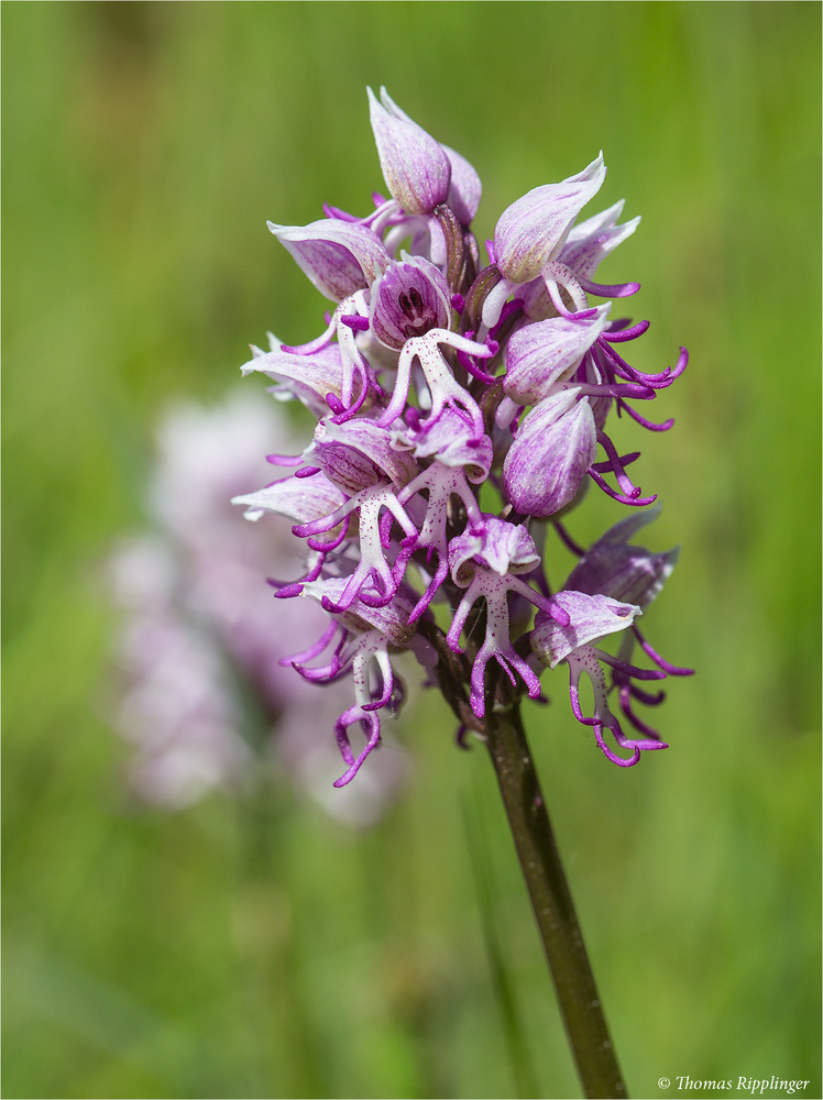 Syringa Stock Photos Syringa Stock Images Alamy