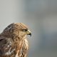 Bussard