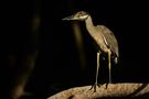Living Mangrove - Night Heron by Mario F Meier