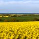 Dieser Raps hat Ostsee-Blick