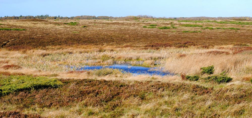 Dänemark Heidelandschaft  von Susanne Keschke