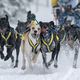 Schlittenhunderennen in Bernau 2015 / 3